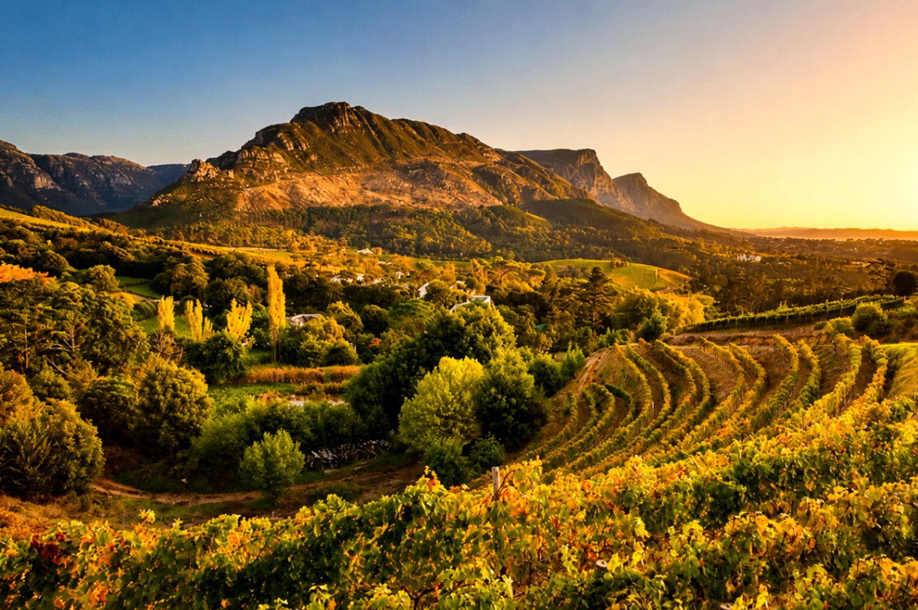 Constantia Wine Route