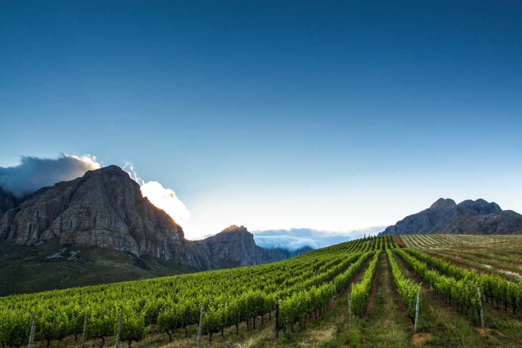 Oldenburg Vineyards