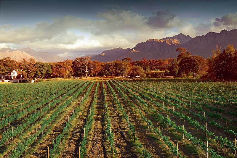 Solms-Delta Wine Estate
