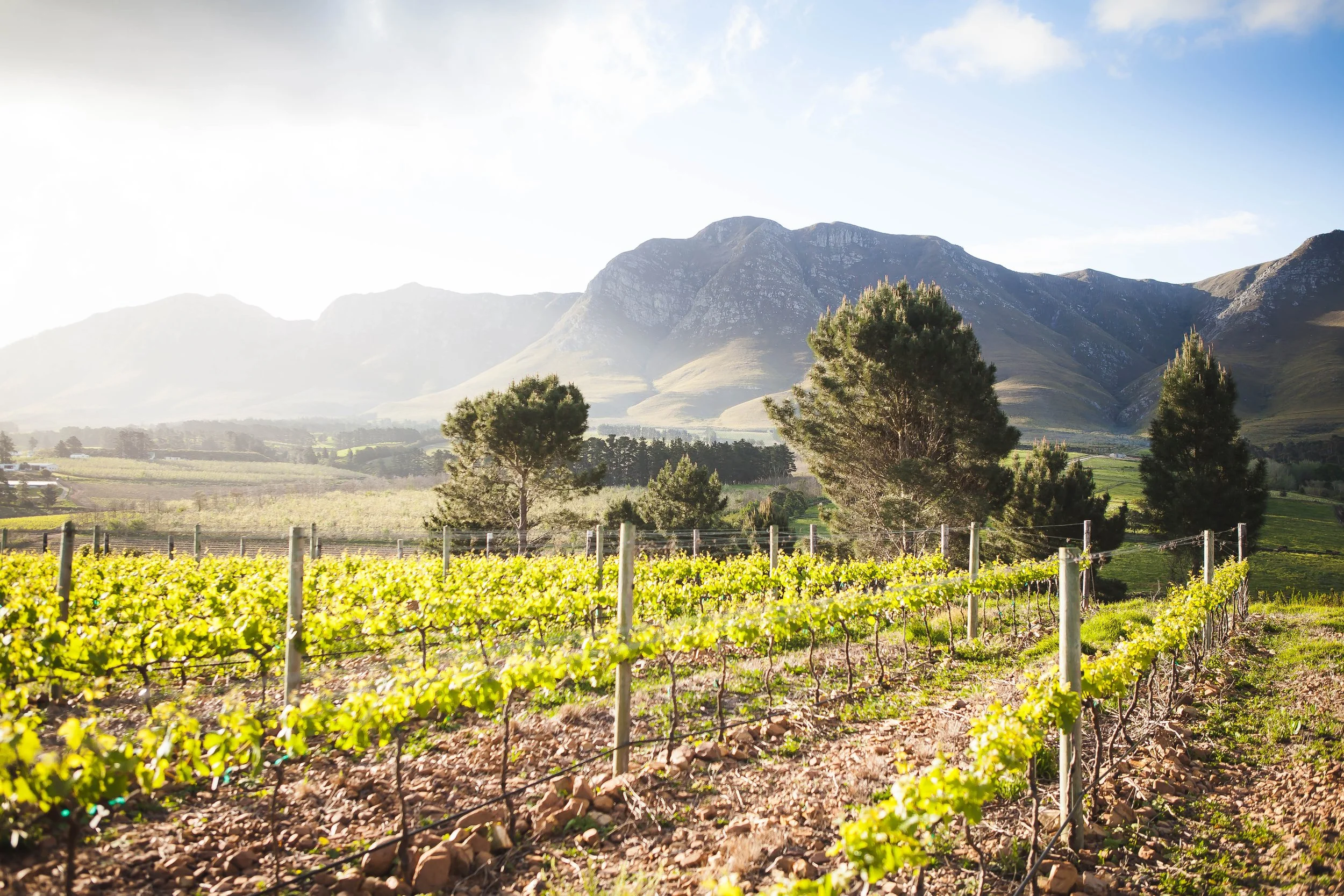 Storm Wines