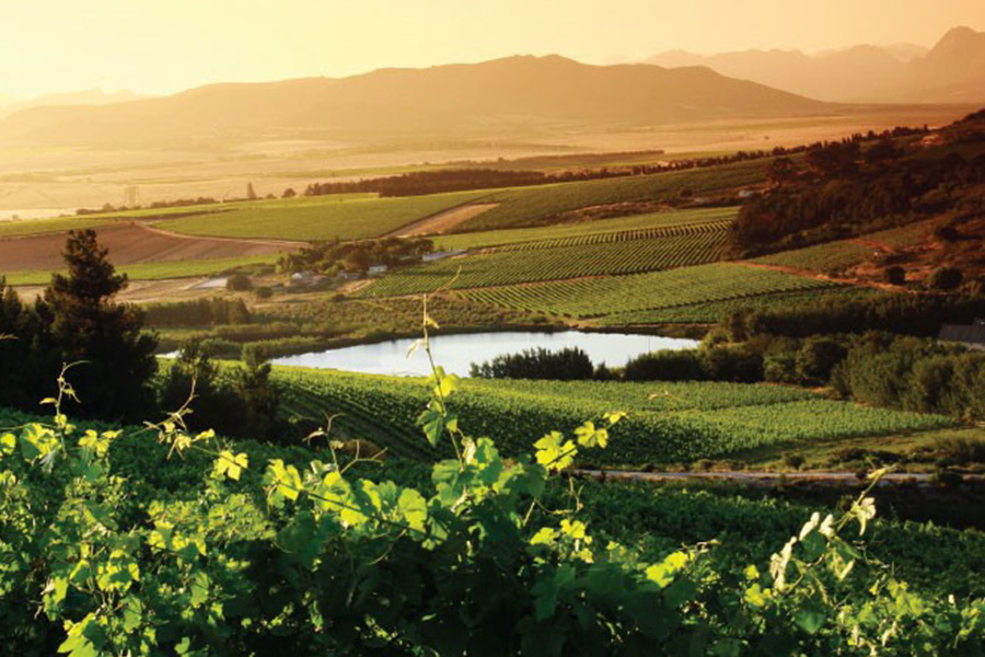 Vondeling Wines