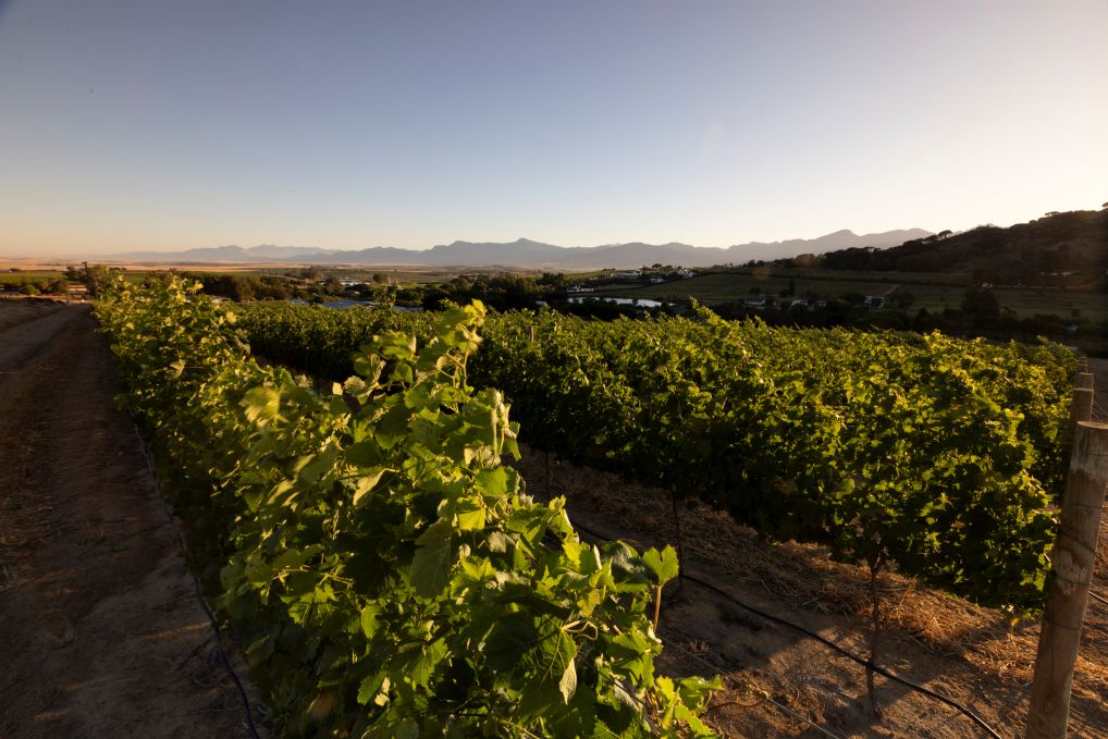 Ridgeback Wines
