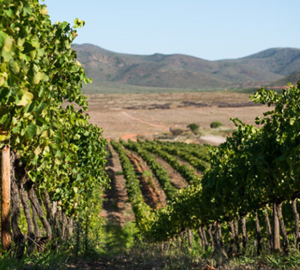 Zandvliet Wine Estate