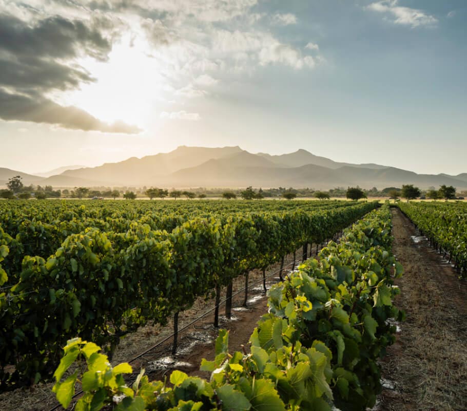 Graham Beck Wines