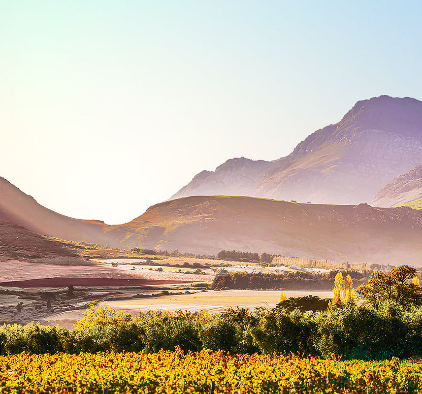 Saronsberg Cellar